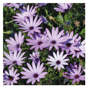 Visuel 1 du produit Osteospermum rampant mauve - Le pot de 9 x 9 cm