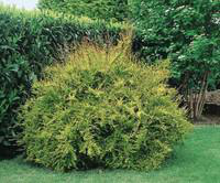 Visuel 1 du produit Lonicera Lemon Beauty ou Chèvrefeuille en pot de 2 L