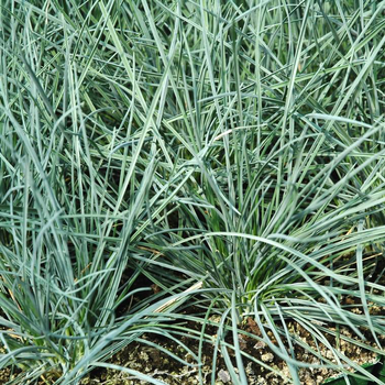 Visuel 1 du produit Fétuque bleue ou Festuca glauca. Le pot Ø 10,5 cm