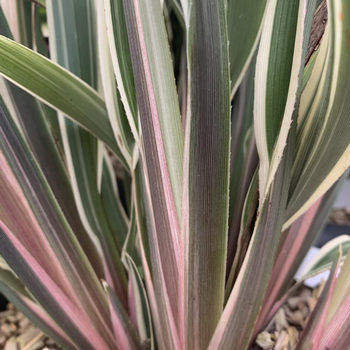 Visuel 1 du produit Dianella Tasmanica Wyeena. Le pot de 4 litres