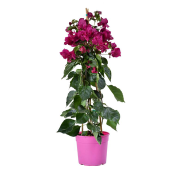 Visuel 1 du produit Bougainvillier ou Bougainvillée Tippi à fleurs roses - Le pot Ø 17 cm