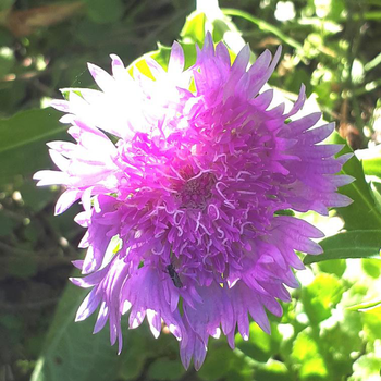 Visuel 1 du produit Stokesia Laevis 'Purple Parasols' - Le pot de 5 litres