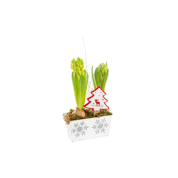 Visuel 1 du produit Jacinthe X2 Mini Jardinière Zinc Flocon blanc