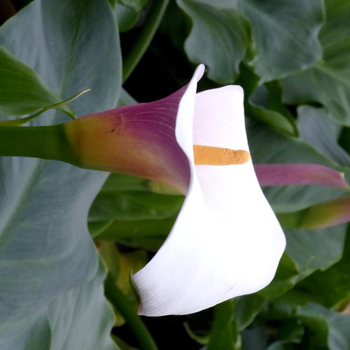 Visuel 1 du produit Arum rose à grandes fleurs - Le pot de 3 litres