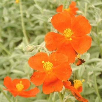 Visuel 1 du produit Hélianthème henfield brilliant rouge en pot de 2 L