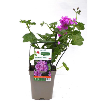 Visuel 1 du produit Géranium lierre double mauve Le pot de 12 x 12 cm