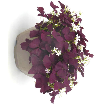 Visuel 1 du produit Oxalis trèfle à 4 feuilles - La coupe de 25 cm