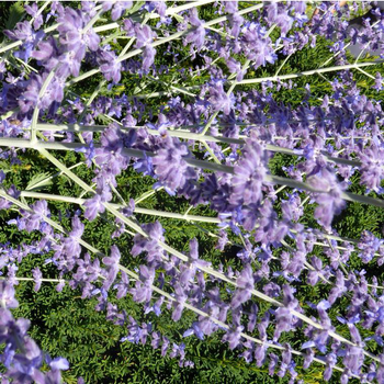 Visuel 1 du produit Perovskia Little Spire Bleu - Le pot de 7,5 litres