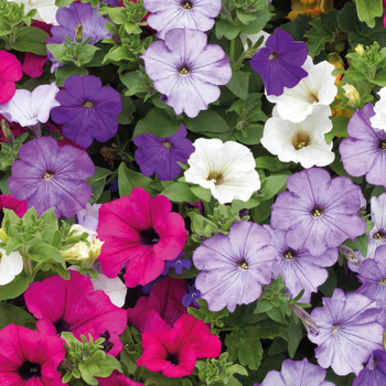 Visuel 1 du produit Petunia retombant - La barquette de 4 plants