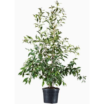 Visuel 1 du produit Myrte d'Australie (Eugenia Mirtefolia). Le pot de 9 litres