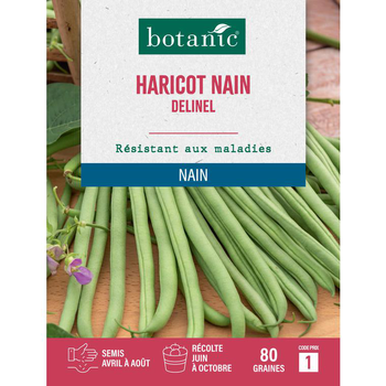 Visuel 1 du produit Graines de haricot nain delinel extra-fin sans fil botanic® - 80 graines à semer