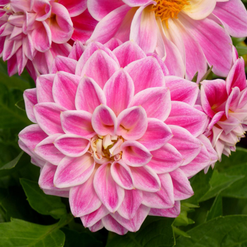 Visuel 1 du produit Dahlia Gallery à fleurs multicolores. Le pot de 16cm