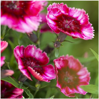 Visuel 1 du produit Œillet de Chine - Le pot de 1 litre