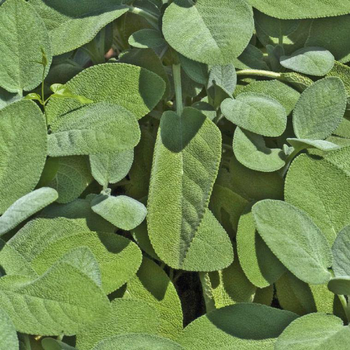 Visuel 1 du produit Sauge Officinale Bio. Le pot de 1 litre