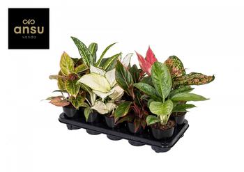 Visuel 1 du produit Aglaonema mix. Le pot de Ø 12 x H 45 cm