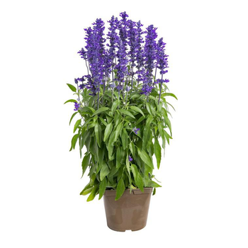 Visuel 1 du produit Sauge Farineuse bleue - Le pot de 12 x 12 cm