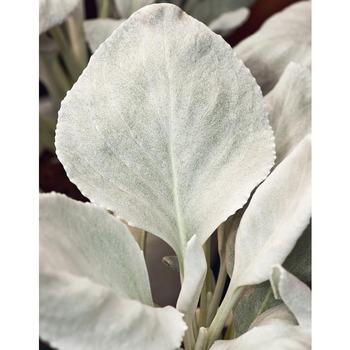 Visuel 1 du produit Cinéraire - pot 4 L