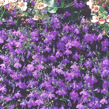 Visuel 1 du produit Lobelia - Le pot de 1 litre