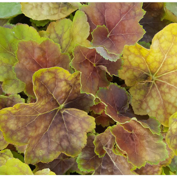 Visuel 1 du produit Heuchera - Le pot de 2 litres