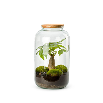 Visuel 1 du produit Terrarium autonome botanic® Bonbonne Pachira - Taille M Ø 23 cm H 41 cm