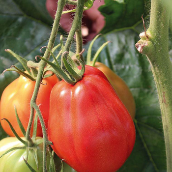 Visuel 1 du produit Tomate côtelée Corazon bio. La barquette de 3 plants