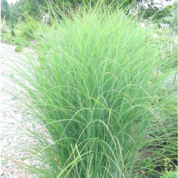 Visuel 1 du produit Miscanthus Sinensis Gracillimus - Le pot de 2 litres