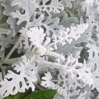 Visuel 1 du produit Centaurea Cineraria - Le pot de 4 litres