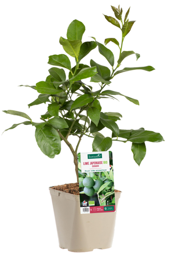 Visuel 1 du produit Lime Japonaise Sudashi Bio. Le pot de 3 litres