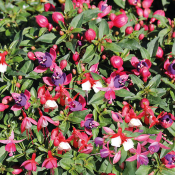 Visuel 1 du produit Fuchsia buissonnant - La barquette de 4 plants