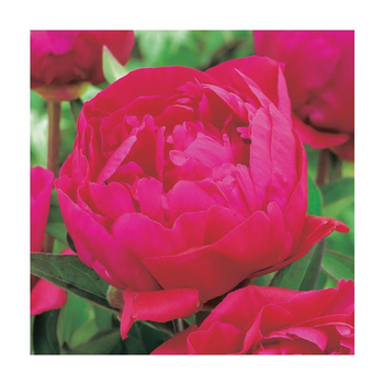 Visuel 1 du produit Pivoine herbacée Karl Rosenfield botanic®. Le pot de 1 litre