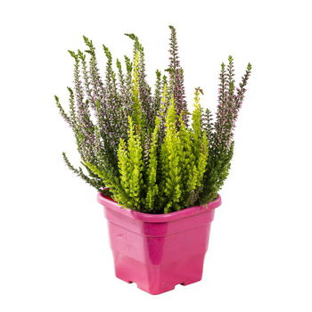 Visuel 1 du produit Calluna trio - Le pot carré de 10.5 cm