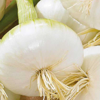 Visuel 1 du produit Oignon Blanc De Rebouillon Bio. La barquette de 12 plants