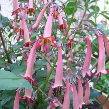 Visuel 1 du produit Phygelius Capensis rouge (rouge) - Le pot de 4 litres