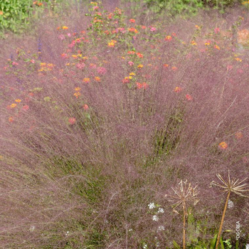 Visuel 1 du produit Muhlenbergia Capillaris vert botanic®. Le pot de 1 litre