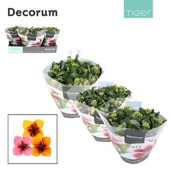 Visuel 1 du produit Kalanchoé tiger. La coupe de Ø 23 x H 25 cm
