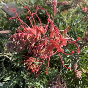 Visuel 1 du produit Grevillea Robin Gordon rose. Le pot de 3 litres