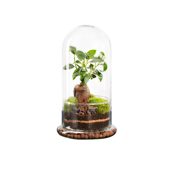 Visuel 1 du produit Terrarium autonome botanic® Spicy Ginseng - Taille M Ø 15 cm H 27 cm