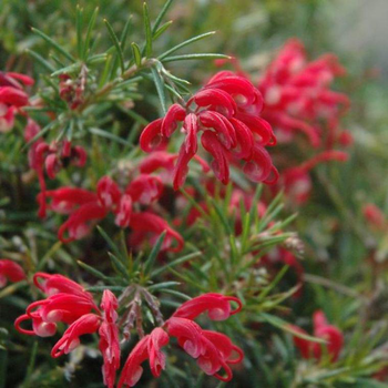 Visuel 1 du produit Grevillea Junipera rose. Le pot de 7,5 litres