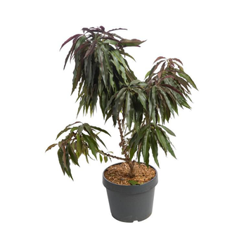 Visuel 1 du produit Pecher Nain Bonanza. Le pot de 7 litres