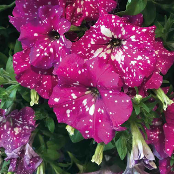 Visuel 1 du produit Petunia baby doll - Le pot de 9 x 9 cm