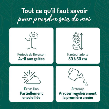 Visuel 1 du produit Sauge Superba bleue - Le pot de 9 x 9 cm