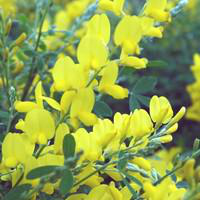 Visuel 1 du produit Genêt de Madère Tige. Le pot de 2 litres