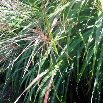 Visuel 1 du produit Miscanthus Sinensis - Le bac carré