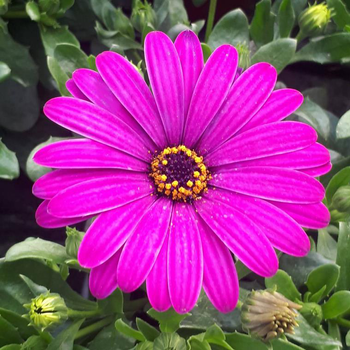 Visuel 1 du produit Osteospermum ou Dimorphoteca - Le pot de 3 litres