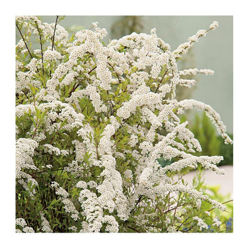 Visuel 1 du produit Spirée - pot 3 L