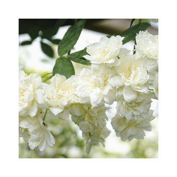 Visuel 1 du produit Rosier liane de Banks blanc (ROSIER BANKSIAE ALBA PLENA) Le pot de 3 litres