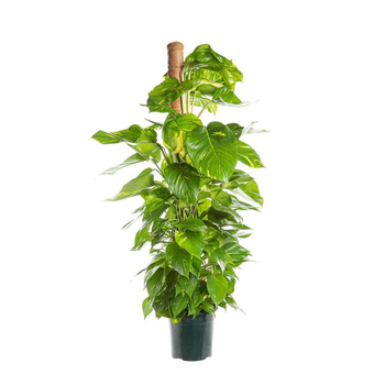 Visuel 1 du produit Pothos Aureus avec tuteur mousse pot Ø24xH120 cm