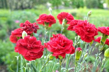 Visuel 1 du produit Œillet mignardise PASSION - Le pot de 2 litres