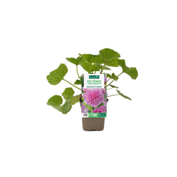 Visuel 1 du produit Rose trémière ‘Chater’s double Pink’ - Le pot de 1 litre