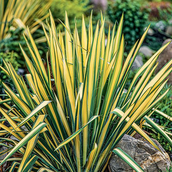 Visuel 1 du produit Yucca 'Golden Sword' - Le pot de 4 litres